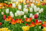 Flowers, Tulips, Pella