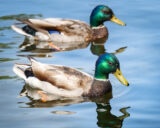 Mallard, Duck, Male, Water