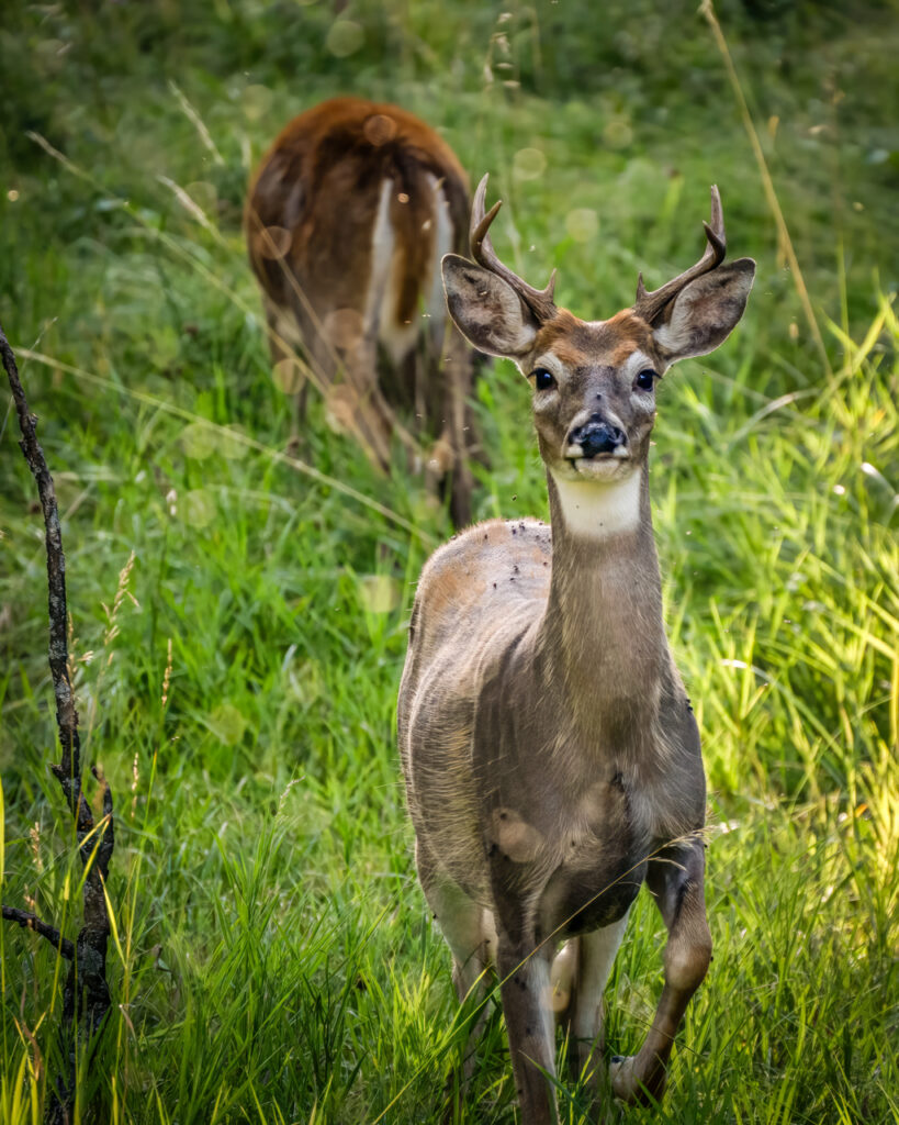 Whitetail Deer, Buck, Custer State Park
