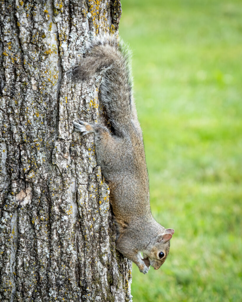 Squirrel, Nut, Eating, Tree