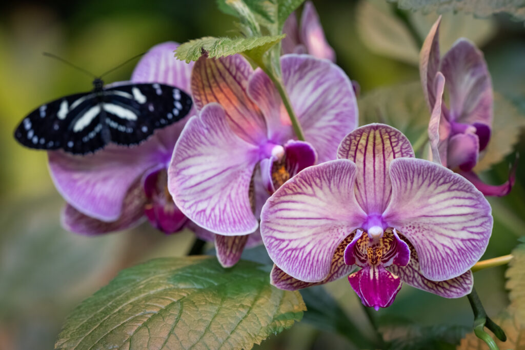 Orchid, Purple, Butterfly