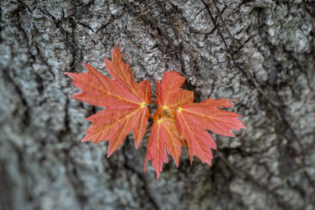 Maple Leaves, Tree, Bark