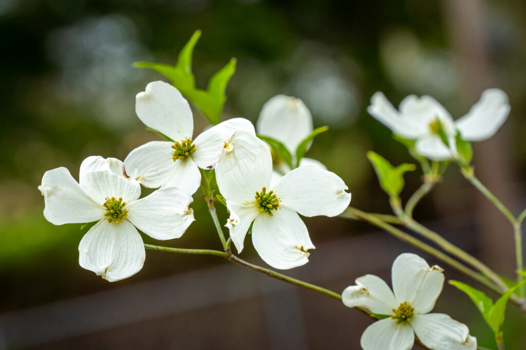 Dogwood, Tree, Flower