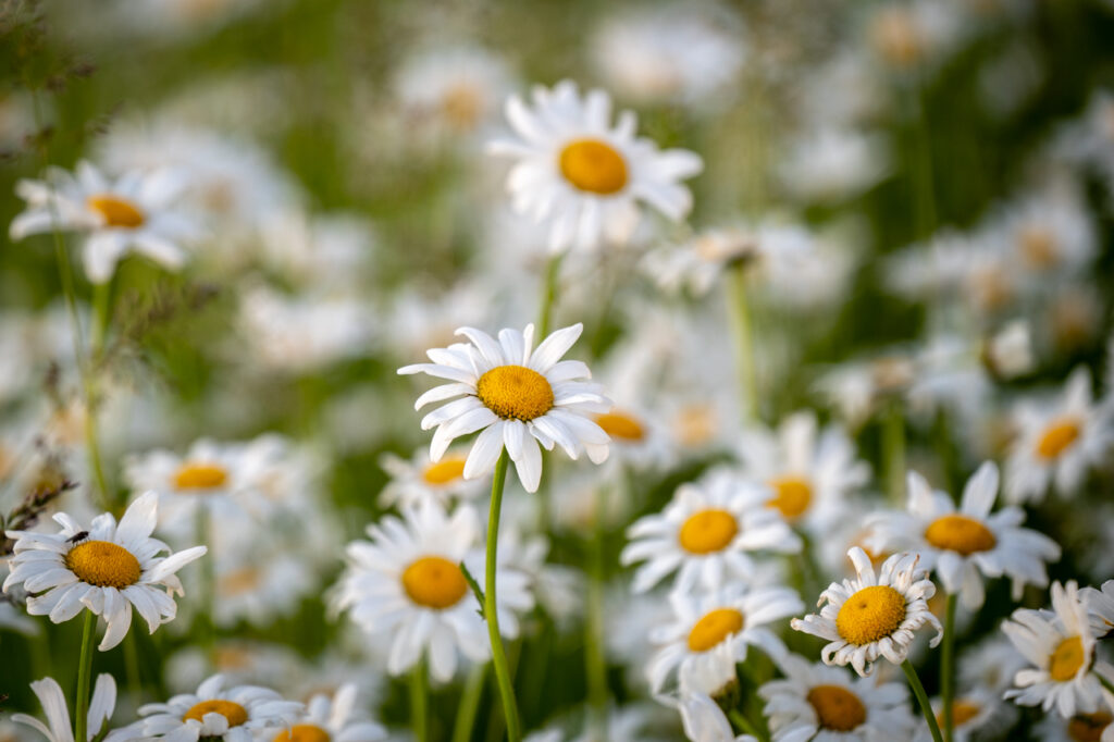 Flowers, Wildflowers, Daisy, Daisies