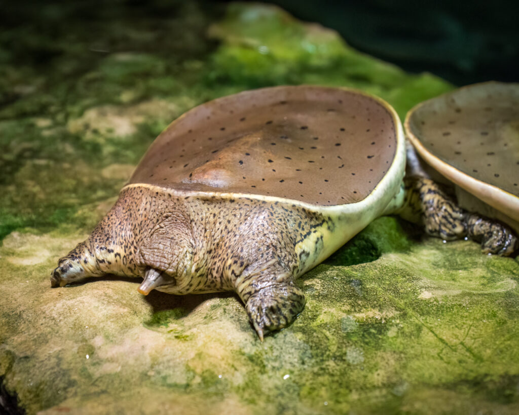 Turtle, Softshell Turtle