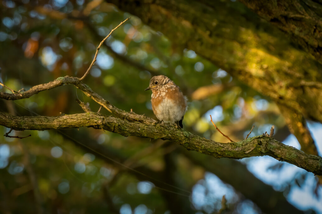 Bluebird, Fledgling, Young