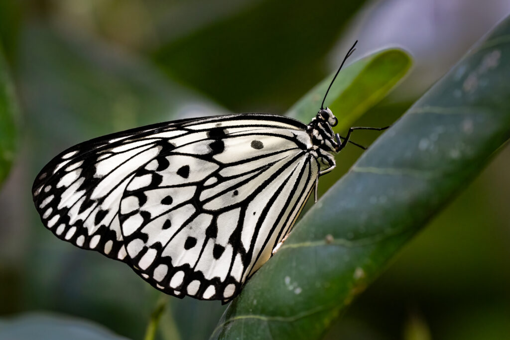 Butterfly, Paper Kite Butterfly, 