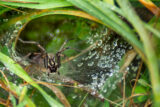 Spider, Web, Dew, Drops, Water