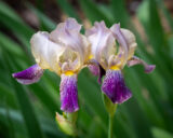 Isis, Flowers, Purple