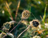 Queen Anne's Lace, Flower, Wildflower