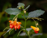 Wildflowers, Orange, Touch-me-not, Droplets