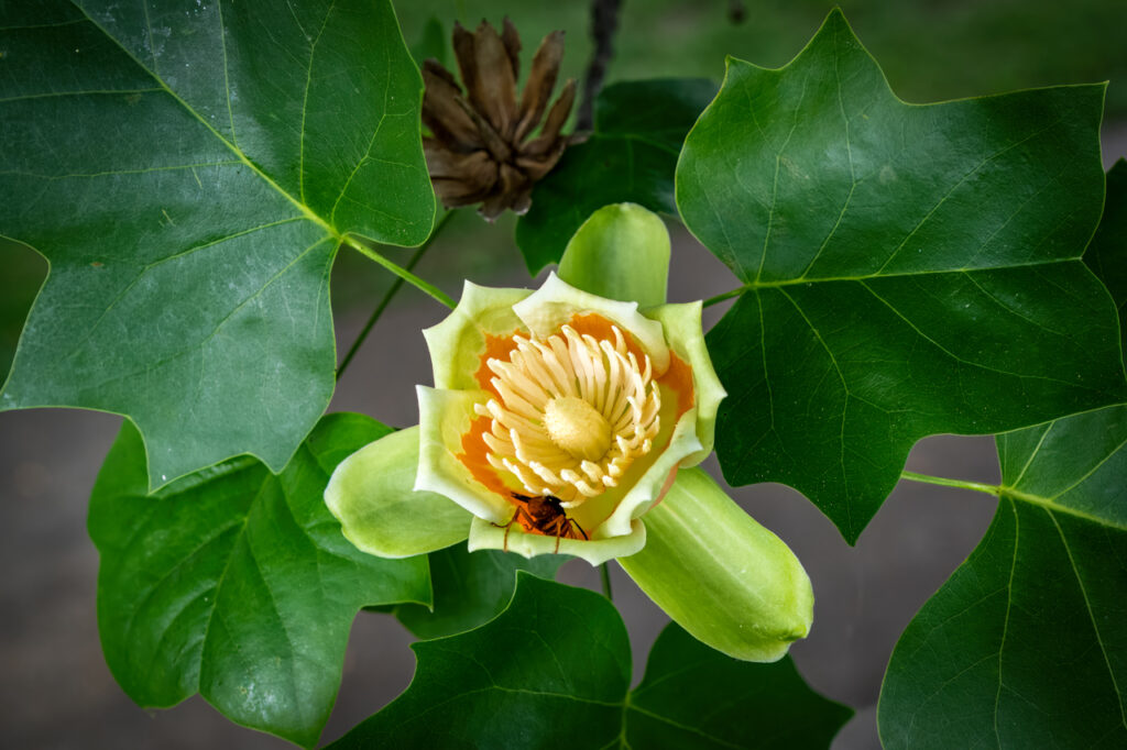 Tuliptree, Flower, Insect