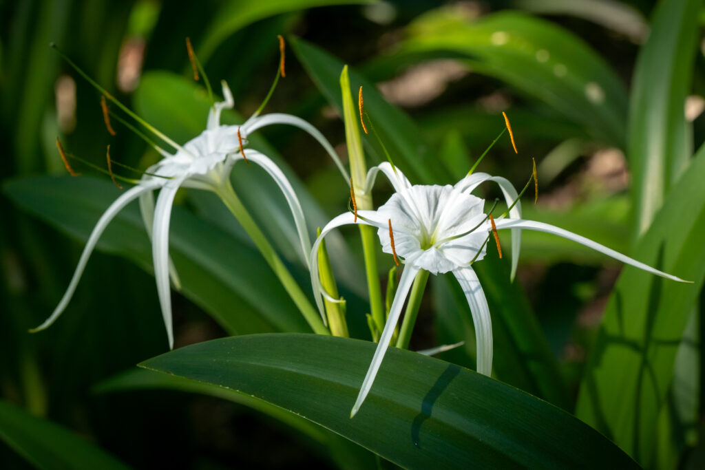 White Spider Lily