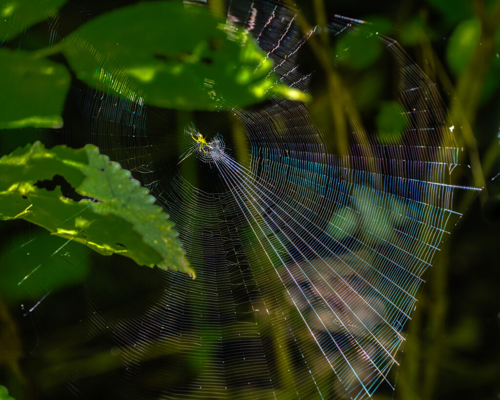 Amazing Technicolor Web