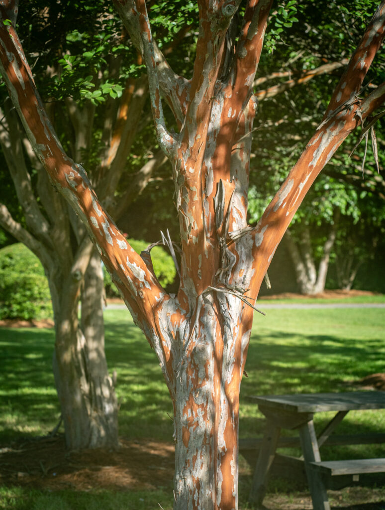 Crape Myrtle Tree, Trunk, Bark