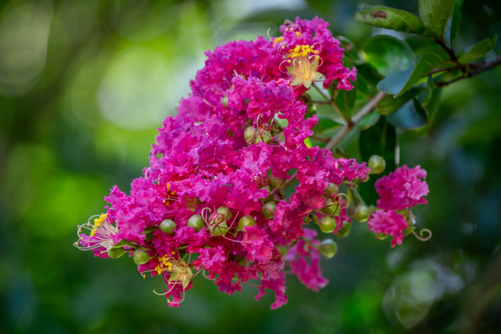 Crape Myrtle in Bloom