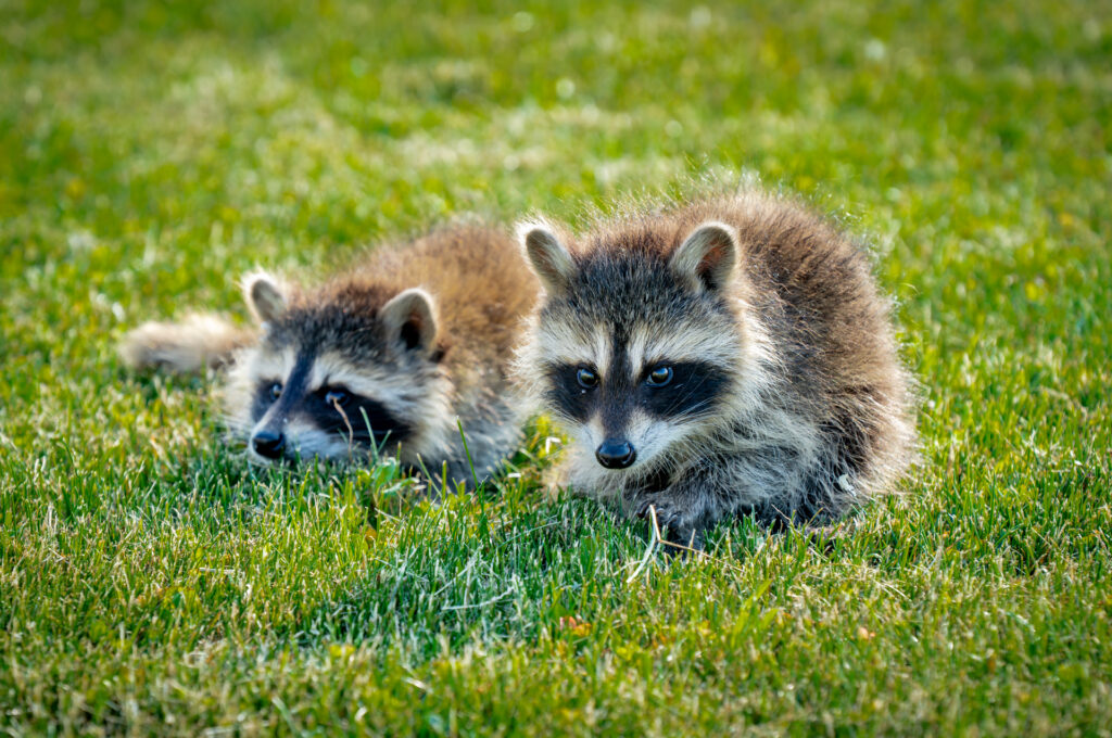 Raccoons, Racoon, Young