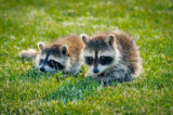 Raccoons, Racoon, Young