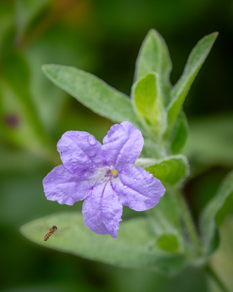 Wildflower, Purple, Bee, Flower