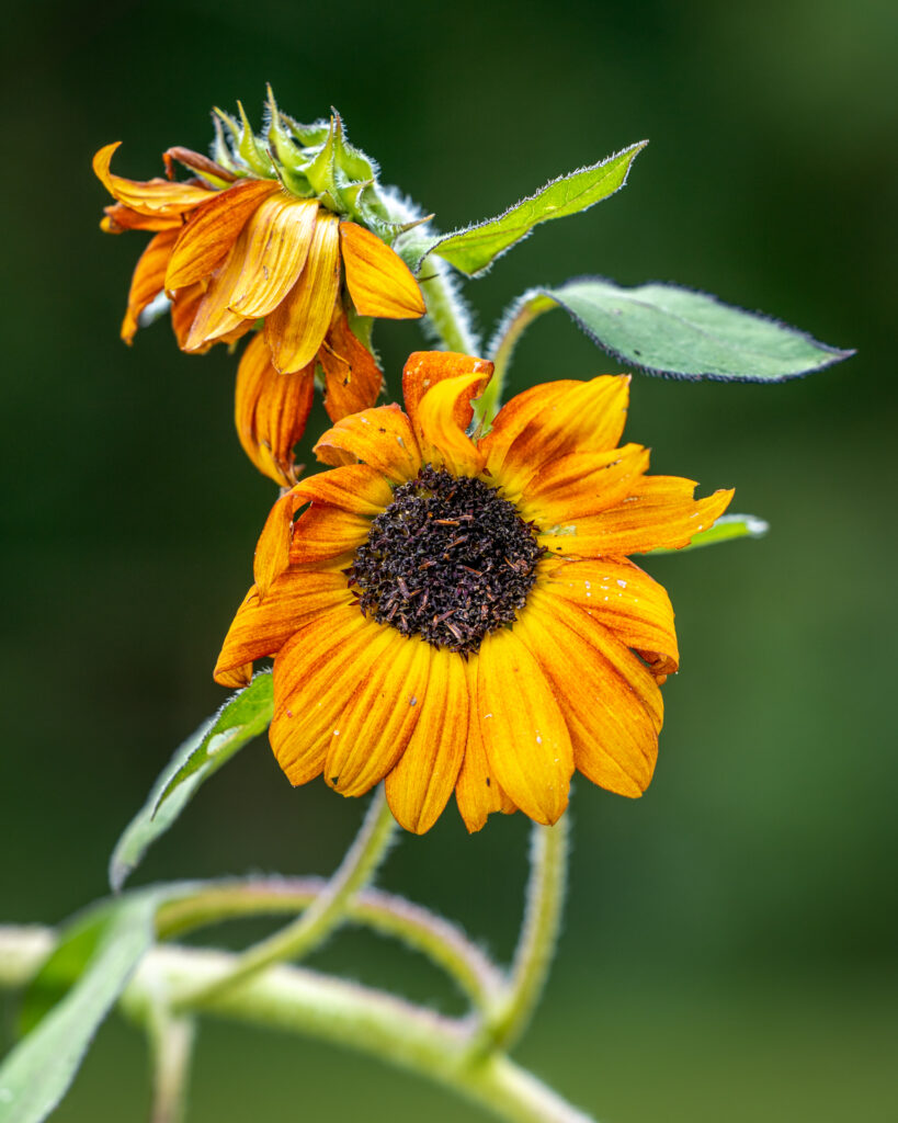 Sunflower, Wilt, Orange, Flower