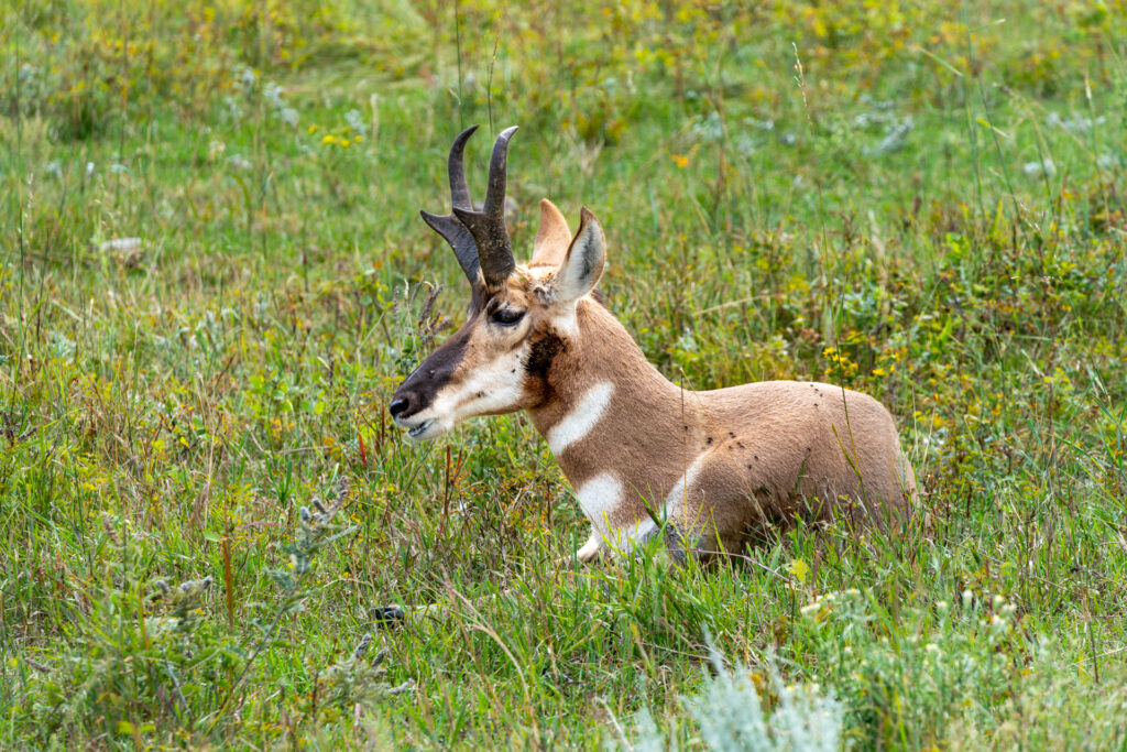 Pronghorn Antelope, Antelope, Buck, Horns