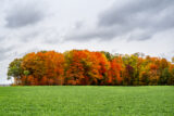 Trees, Fall Colors, Autumn, Autumn Leaves