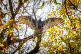 Turkey Vulture, Vulture, Buzzard