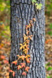 Vine, Tree, Fall Colors, Autumn