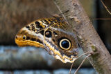 Butterfly, Eye Owl, Butterfly Palace