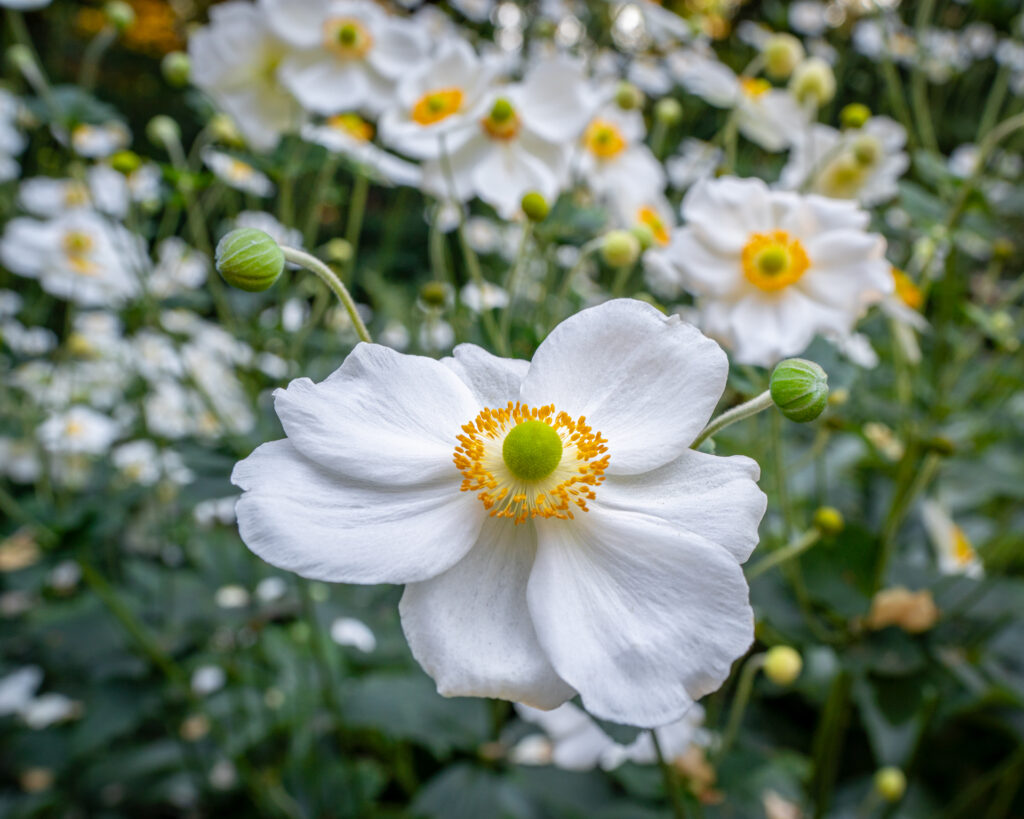 Honorine Jobert Anemone, White Flower, Flower, Anemone