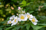 Wild Rose, Wildflower, White