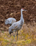 Sandhill Crane, Crane, Bird