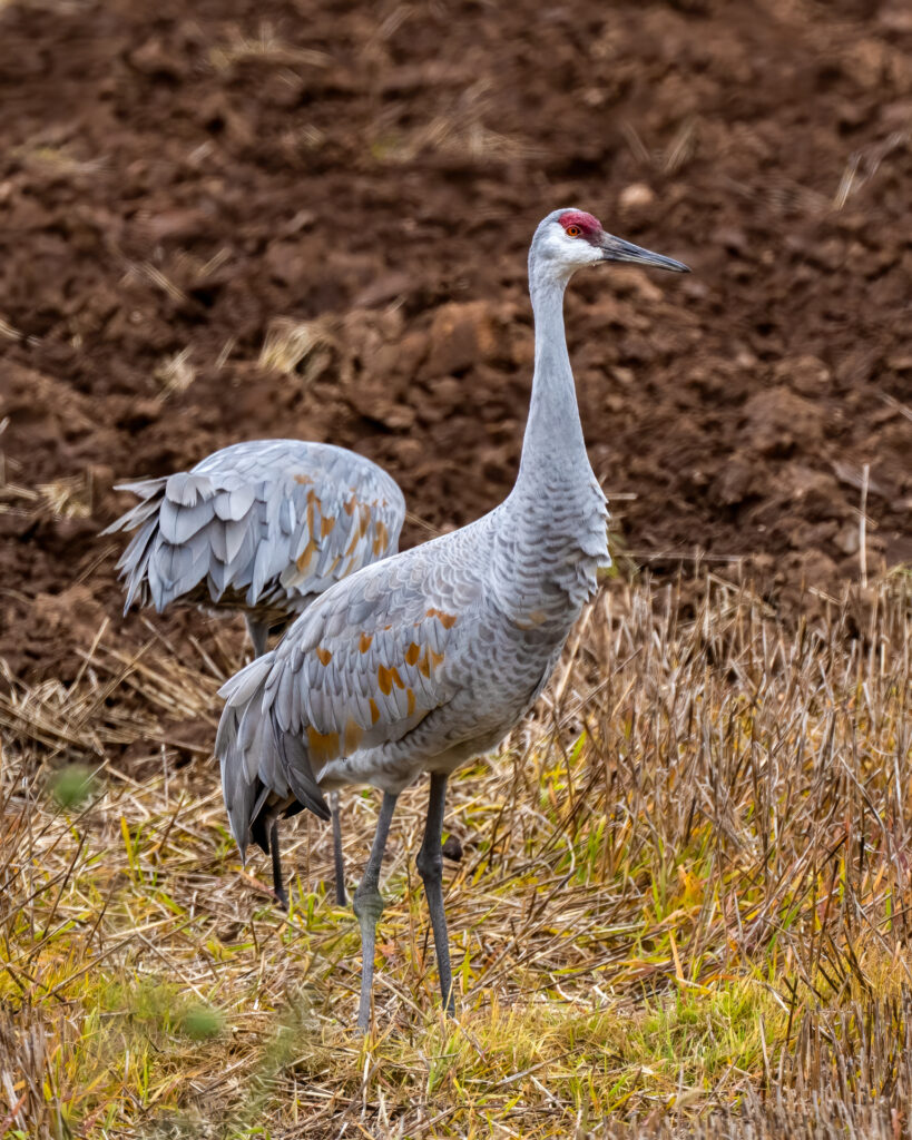 Sandhill in a Farm Field