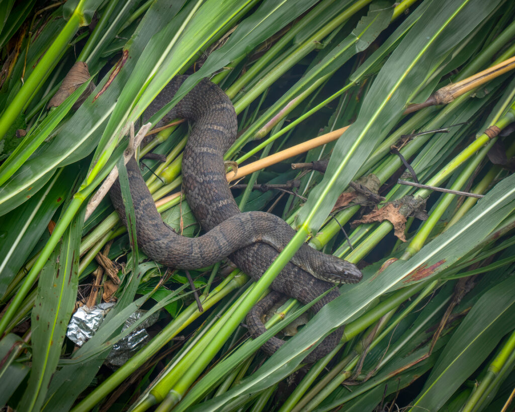 Snake Among the Reeds - Pops Digital